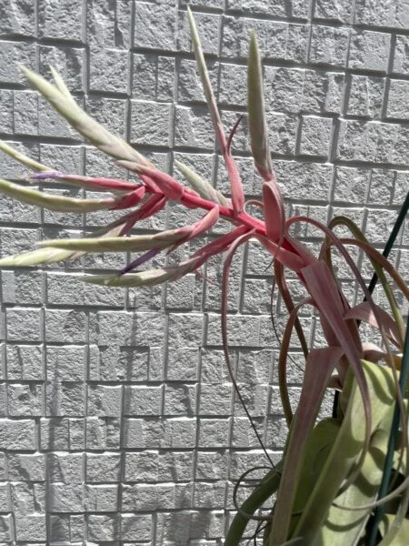 ティランジア ストレプトフィラ 花
