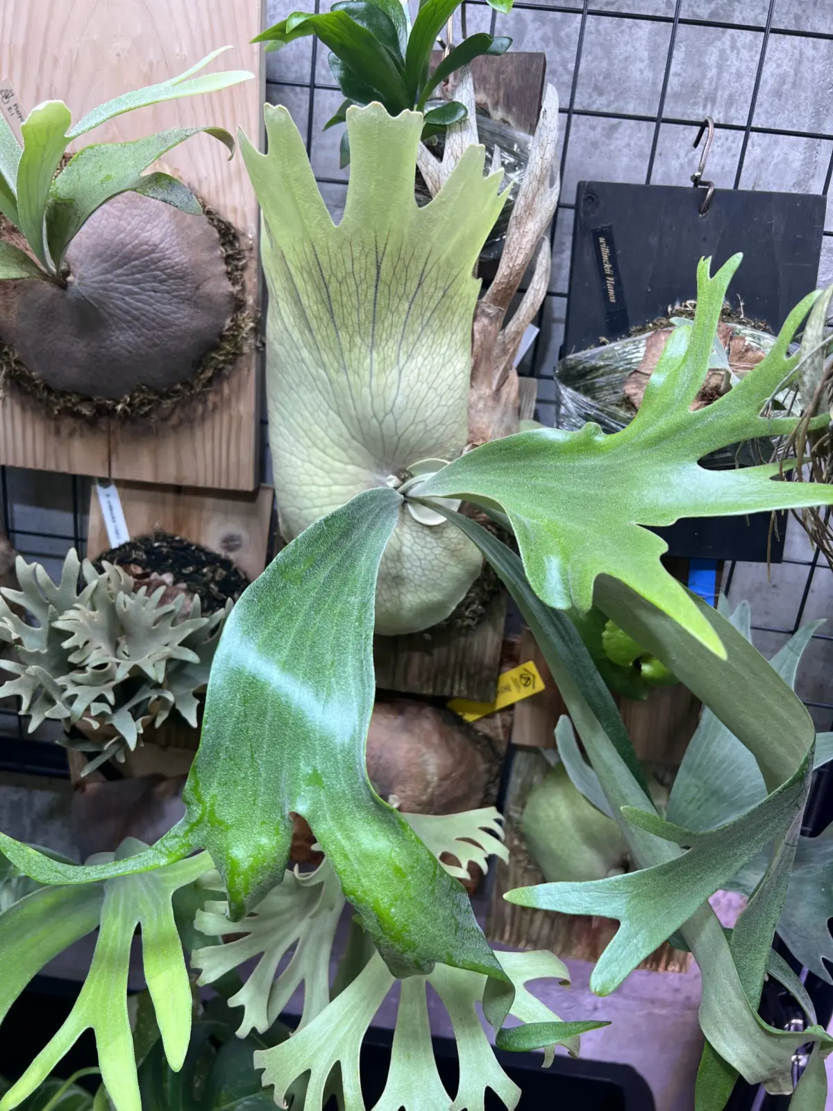 ビカクシダ SSFoong✖️ W4 胞子まき