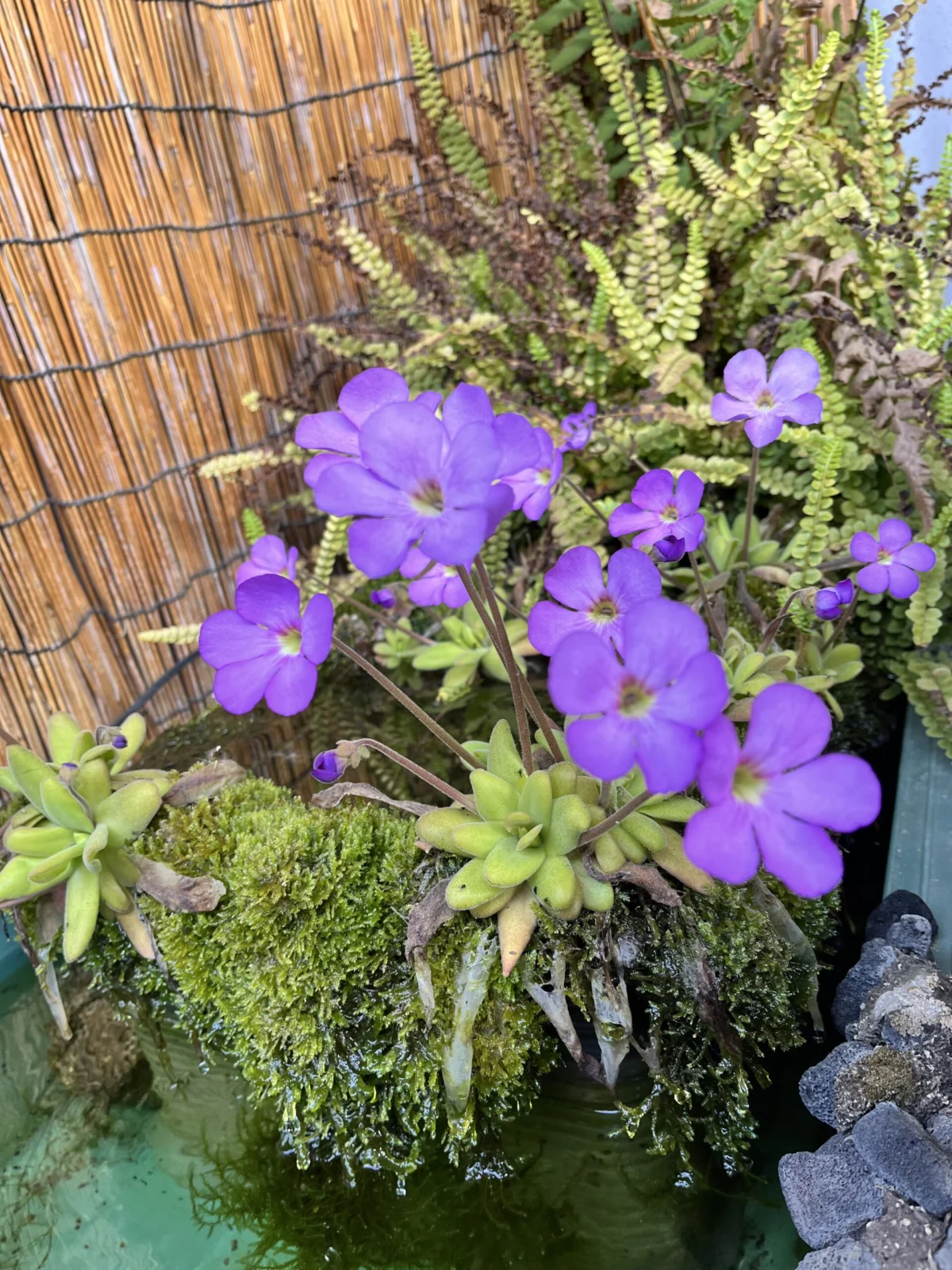 ムシトリスミレ