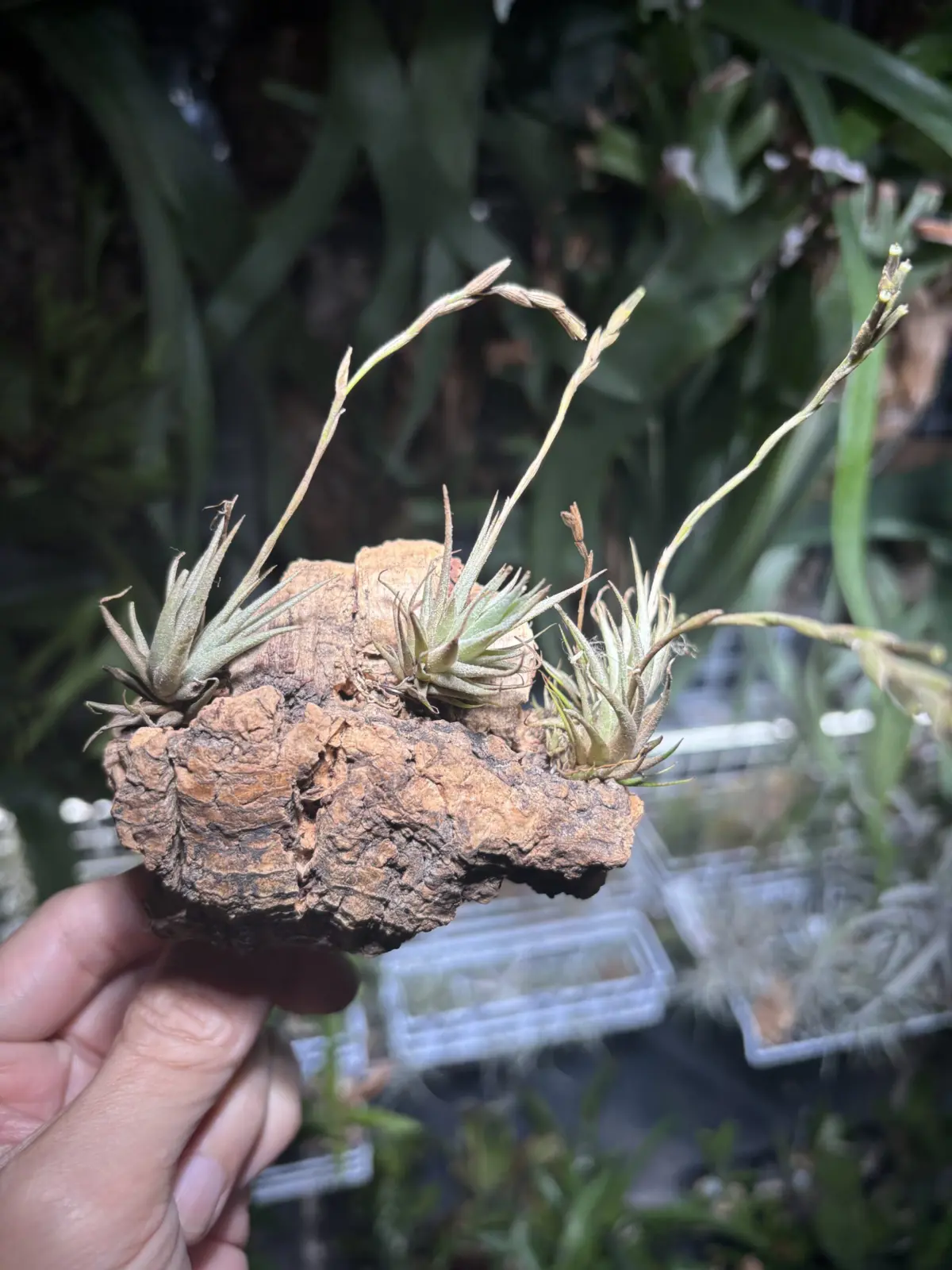 ティランジア　ロリアセア