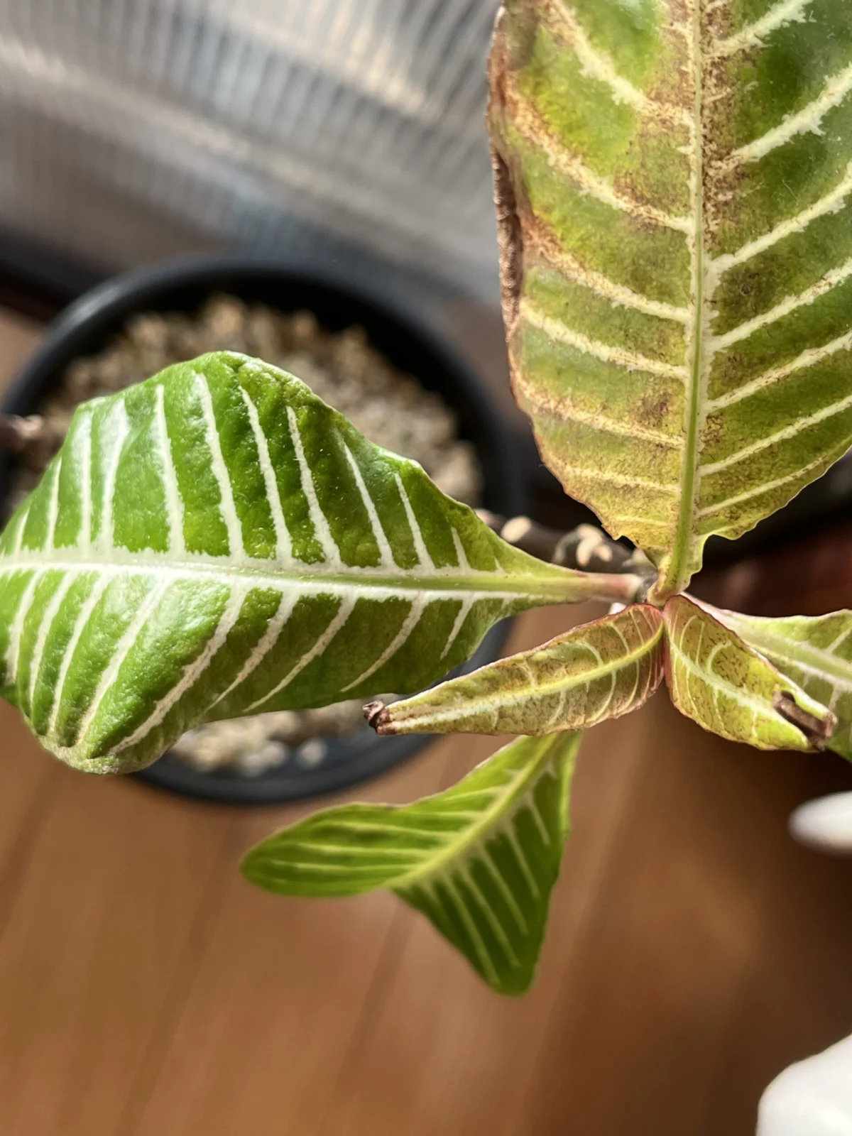 アフェランドラ　ダニア　枯れてきた