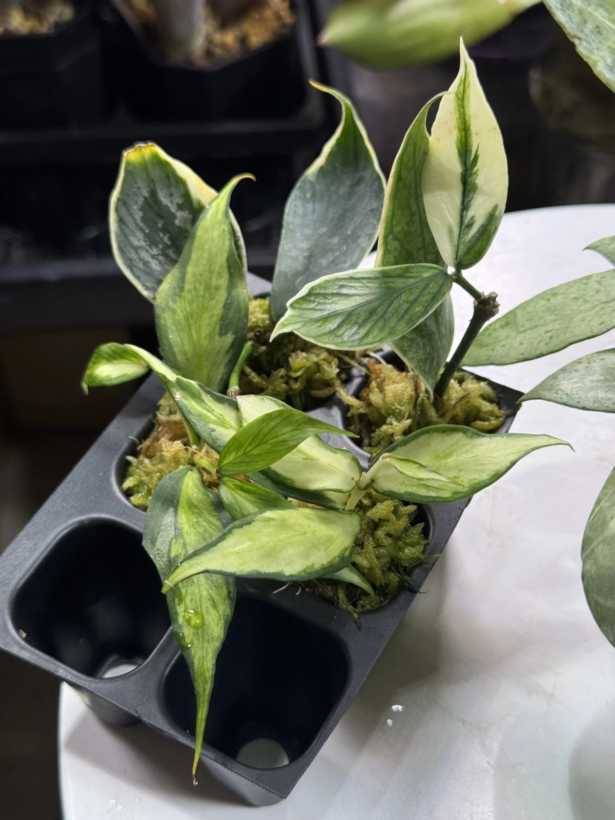 ホヤ　ポリネウラ　中斑　外斑