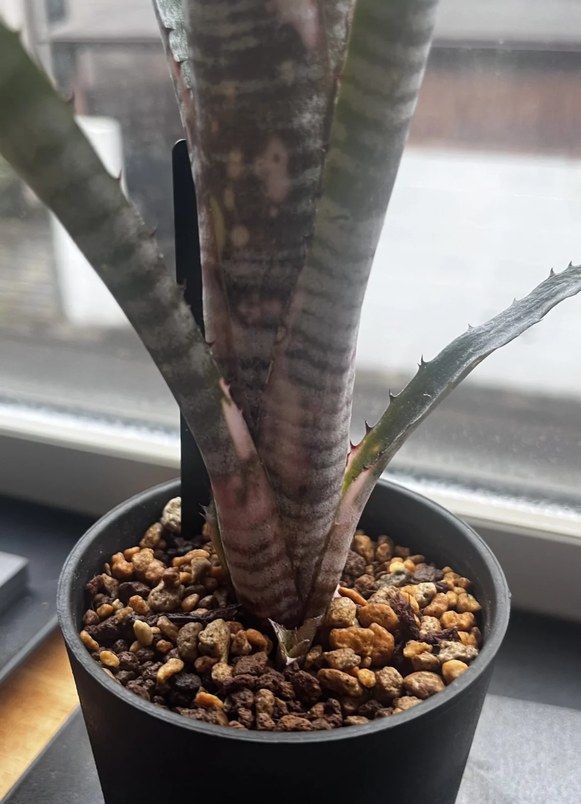 ビルベルギア　パイプライン