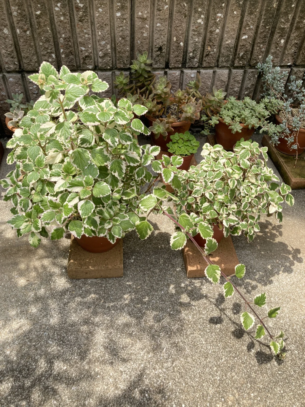 多肉植物　斑入りアロマティカス　比較