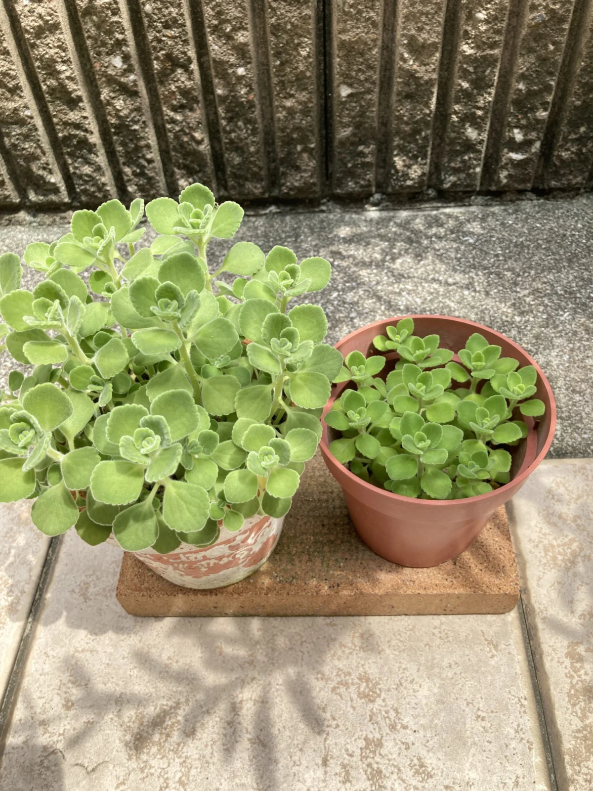 多肉植物　アロマティカス