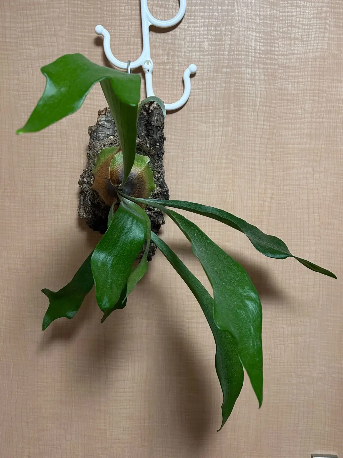 ビカクシダ ネザーランド　②