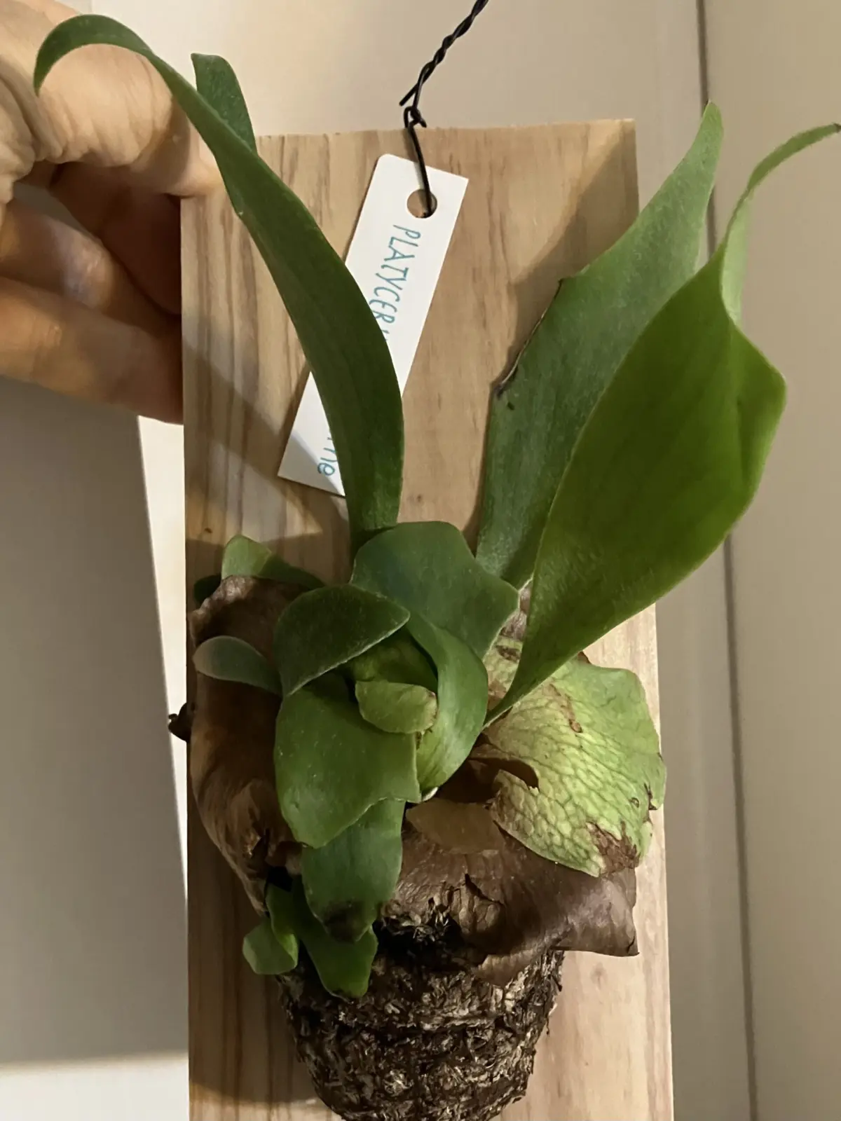 ビカクシダ アルシコルネ