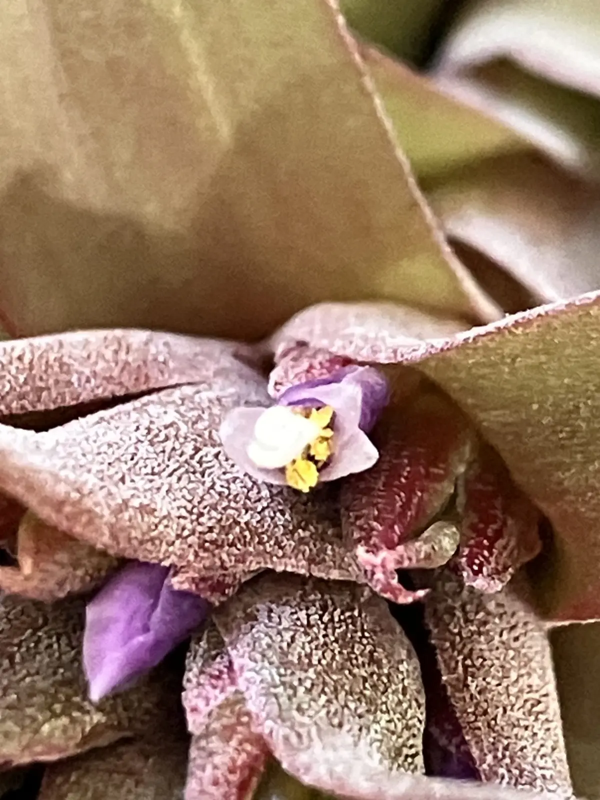 ティランジア エリックノブロック fromHAWAI 花