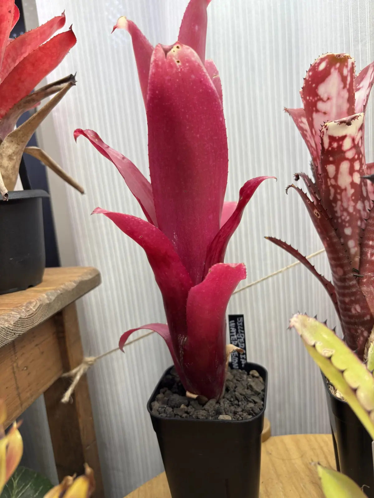 ビルベルギア ウォーターメロンマン