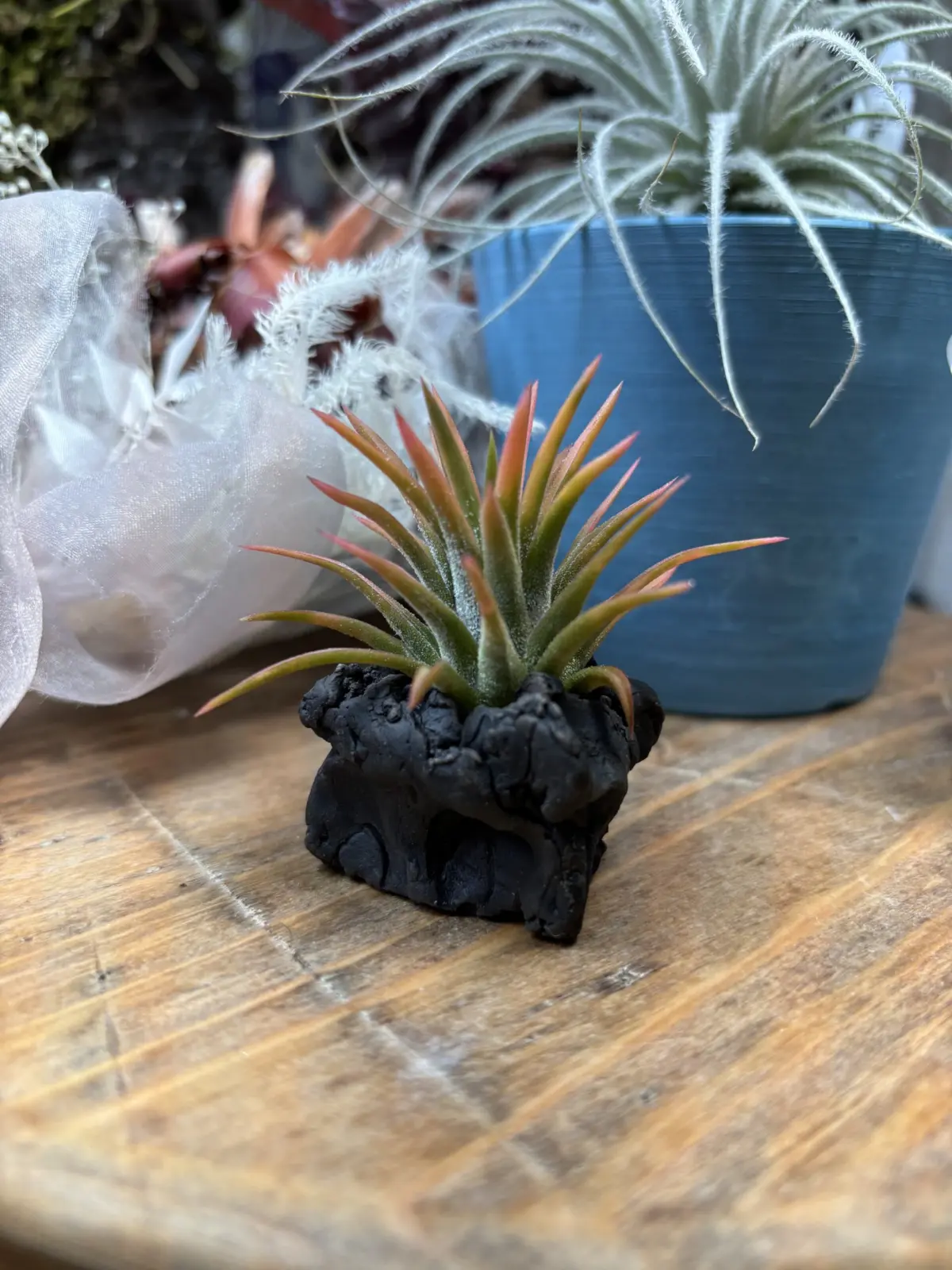 ティランジア イオナンタ オールウェイズピンク