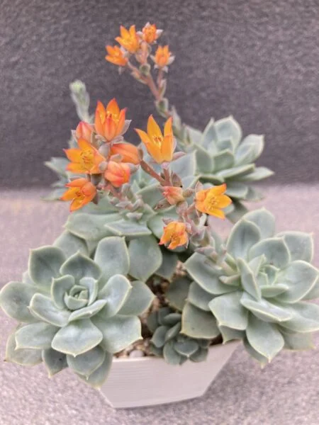 多肉植物　エケベリア　ファンクイーン　花