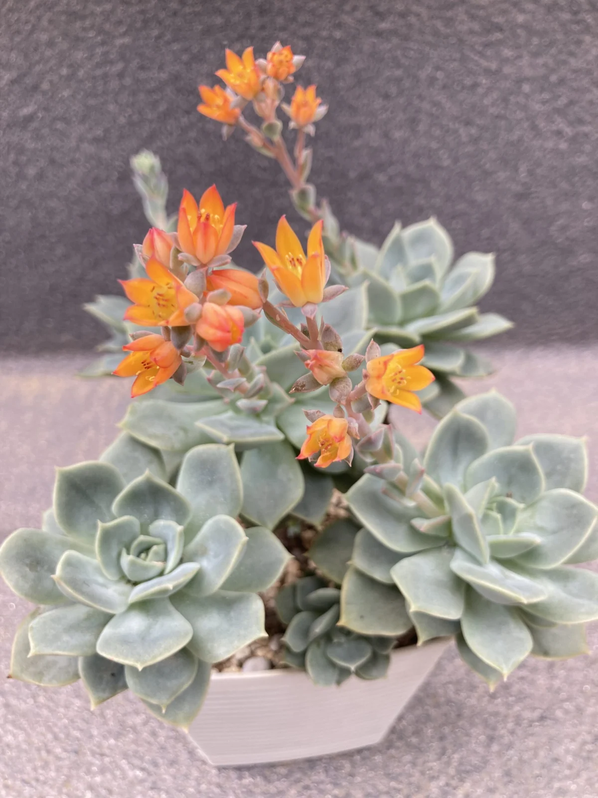 多肉植物　エケベリア　ファンクイーン　花