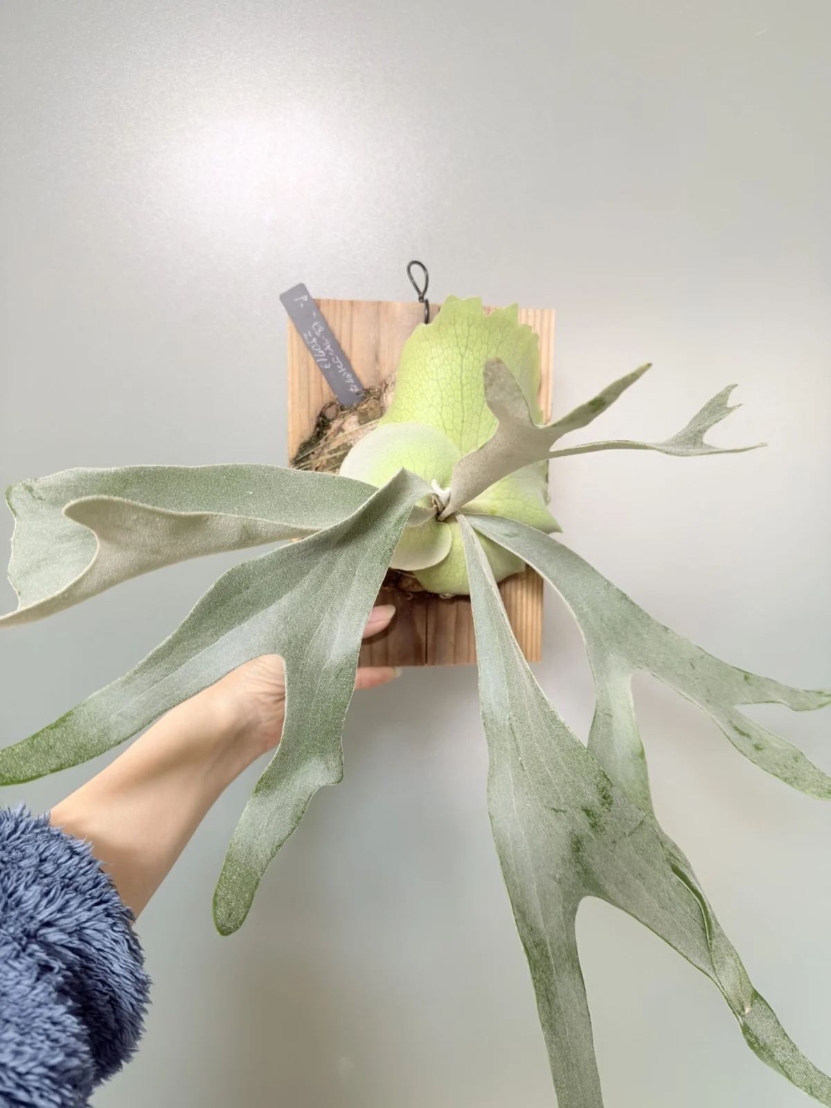 ビカクシダ　ピューチャンコンパクタ