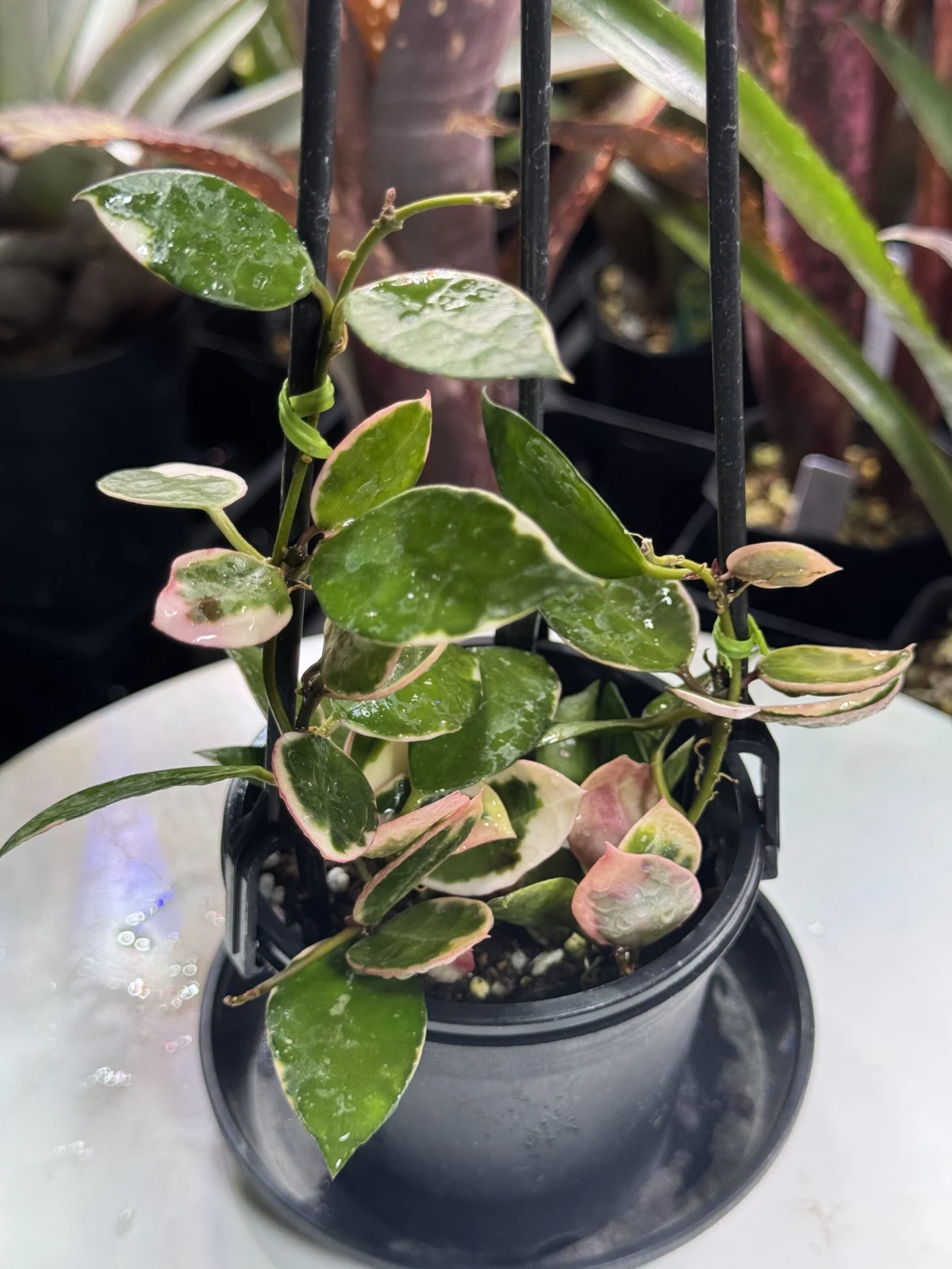 ホヤ ラクノーサ アサミ