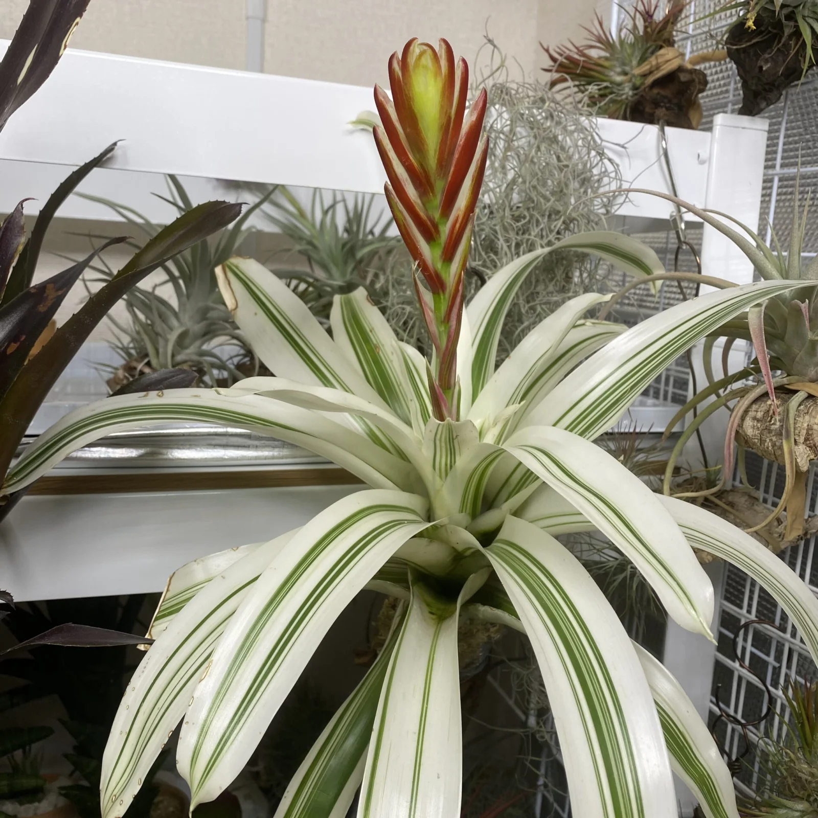 アナナス　フリーセア