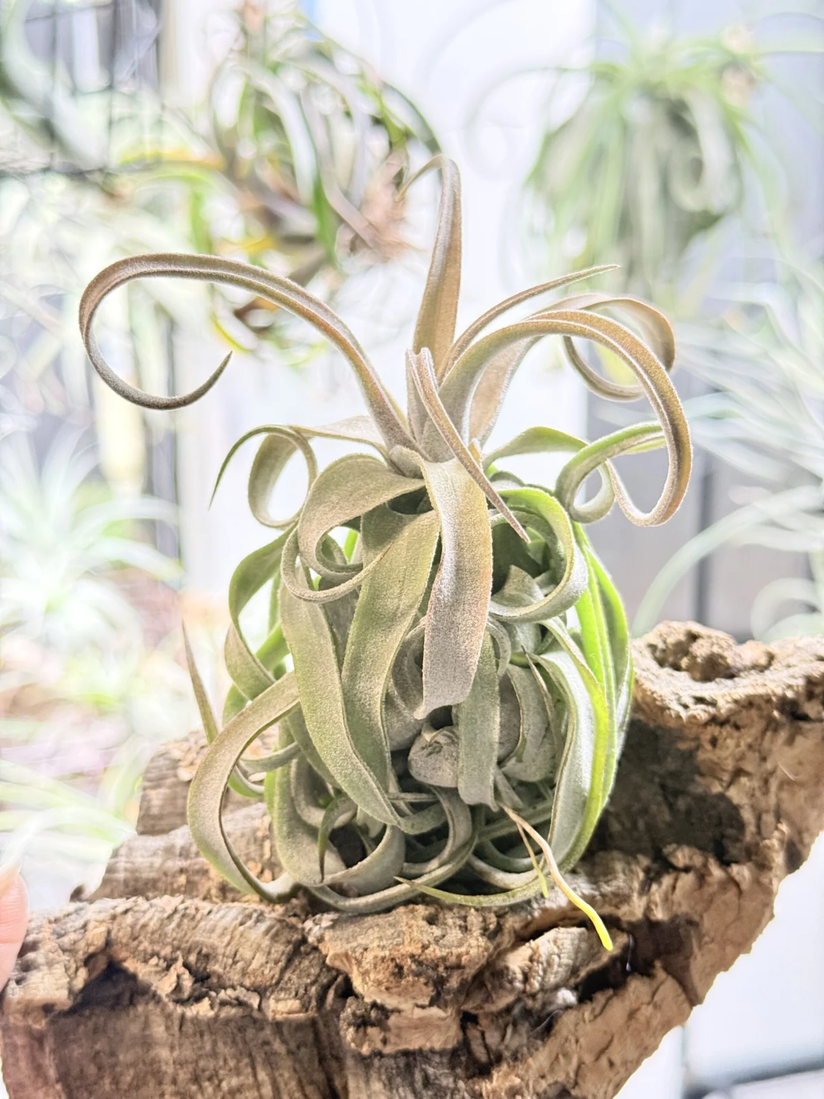 ティランジア ストレプトフィラ