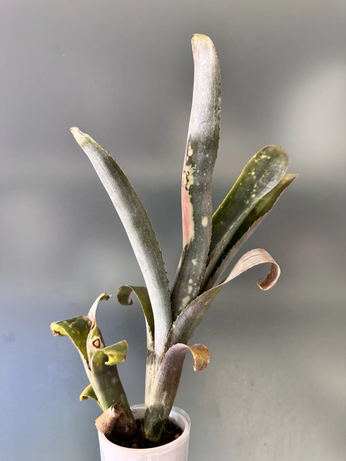 ビルベルギア　親株作り