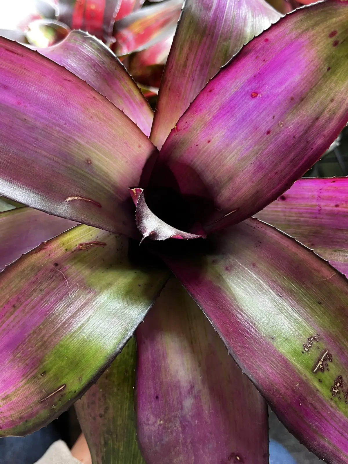 ネオレゲリア　ブードゥードール