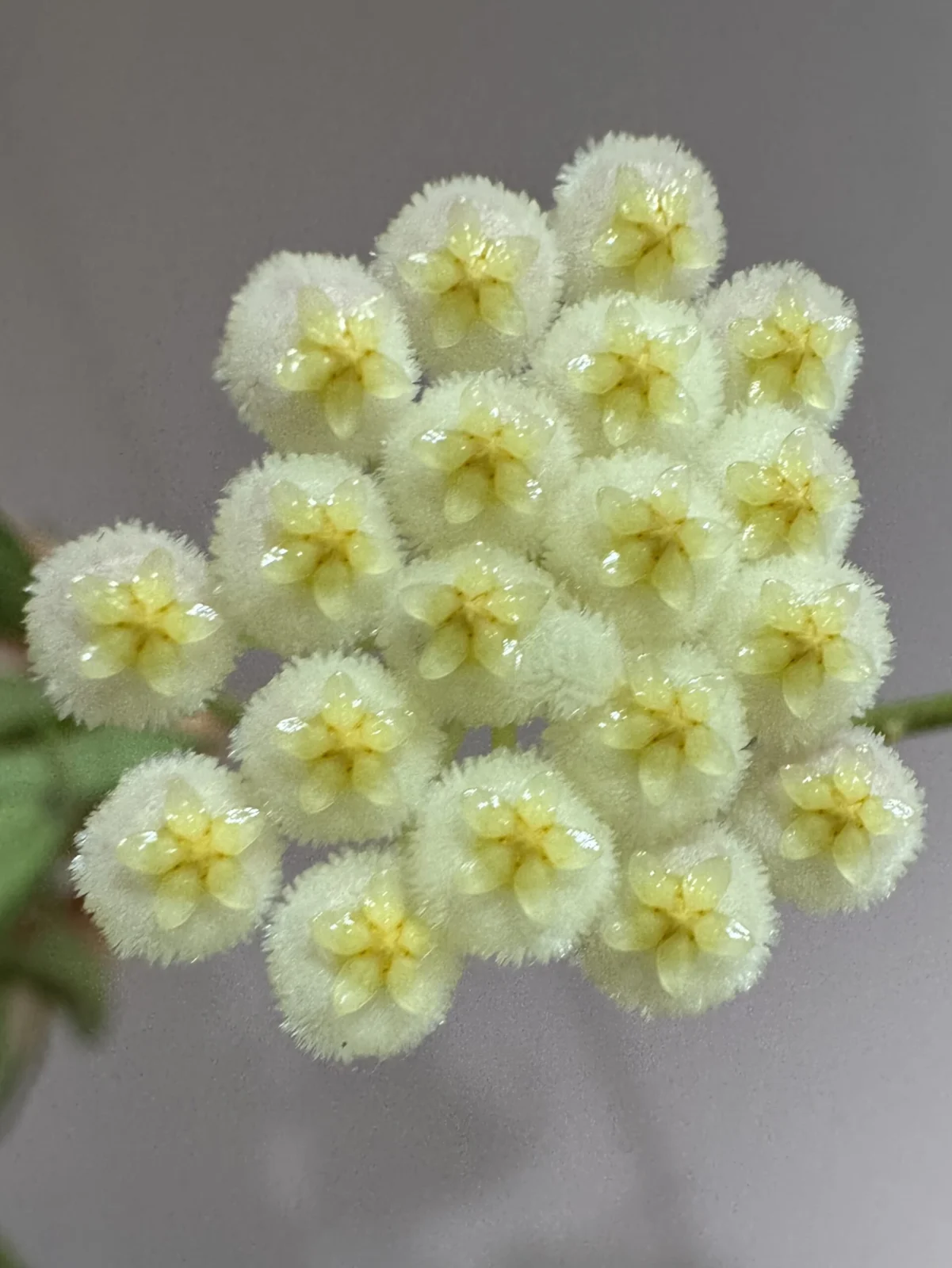 ホヤ　レベッカ　花