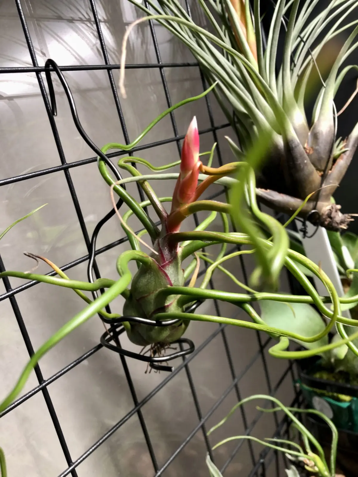 ティランジア　ブルボーサ　神楽