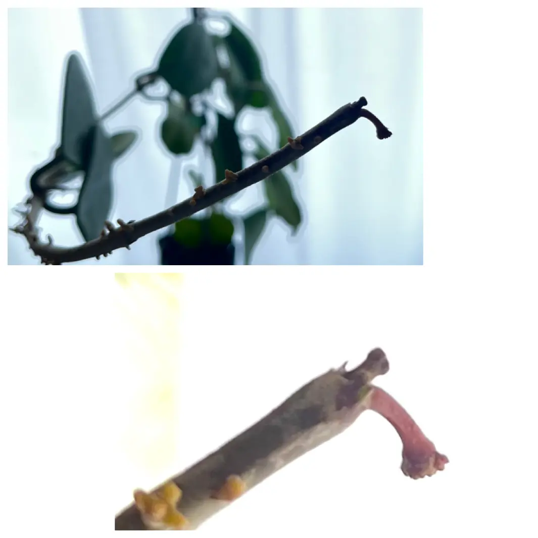 ホヤ　オボバタ　花座