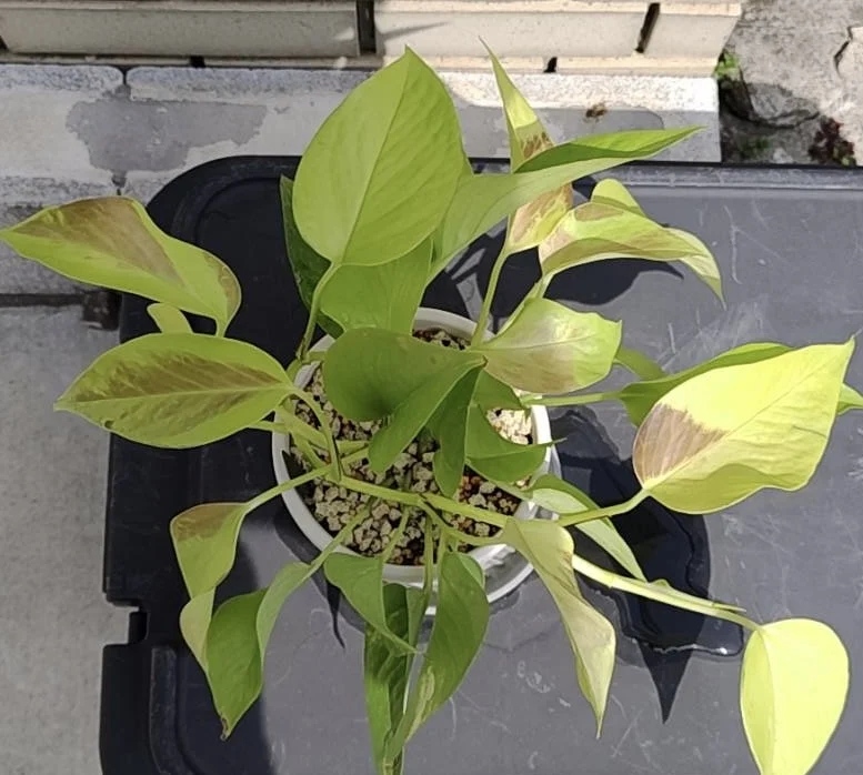 ポトス　ライム