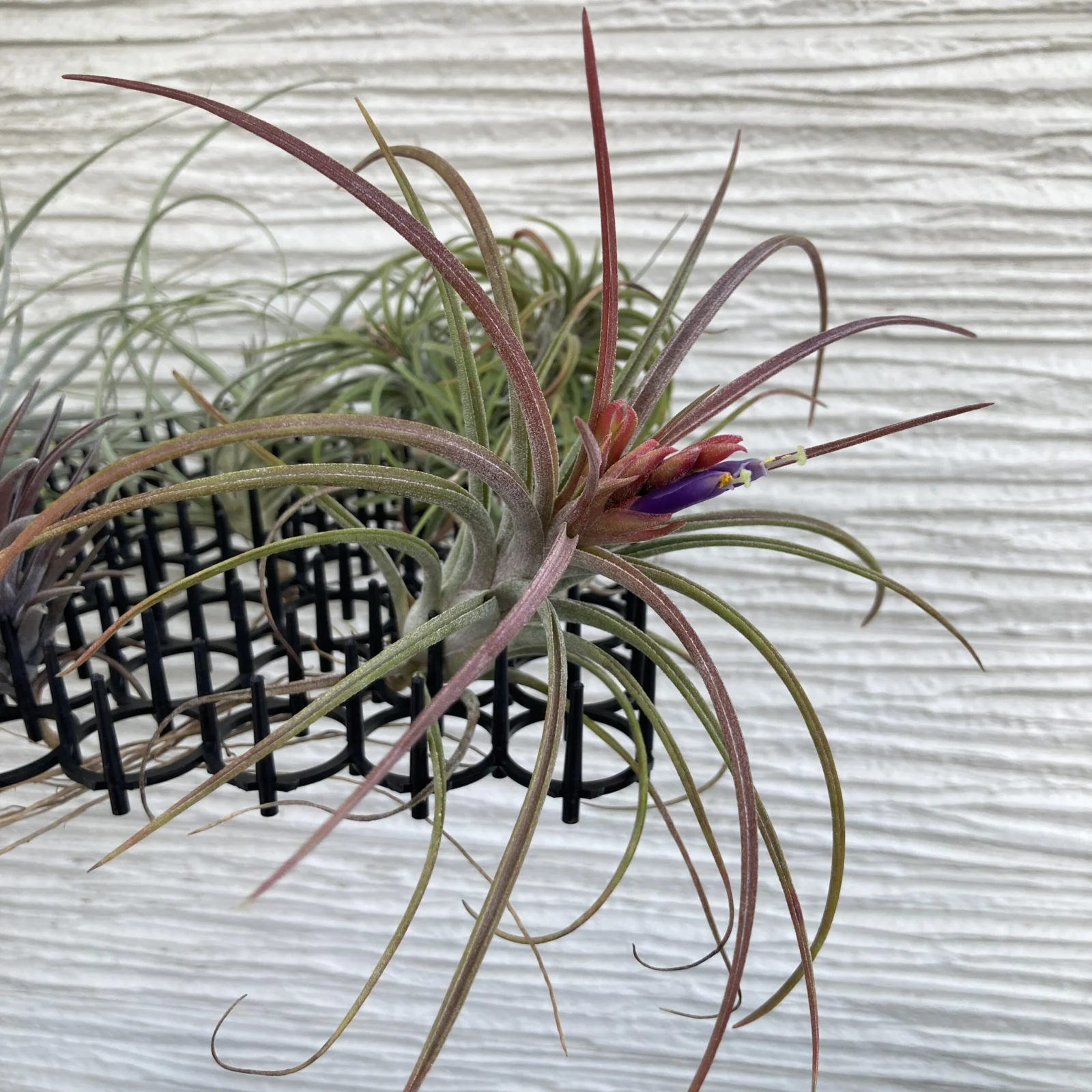 ティランジア　花