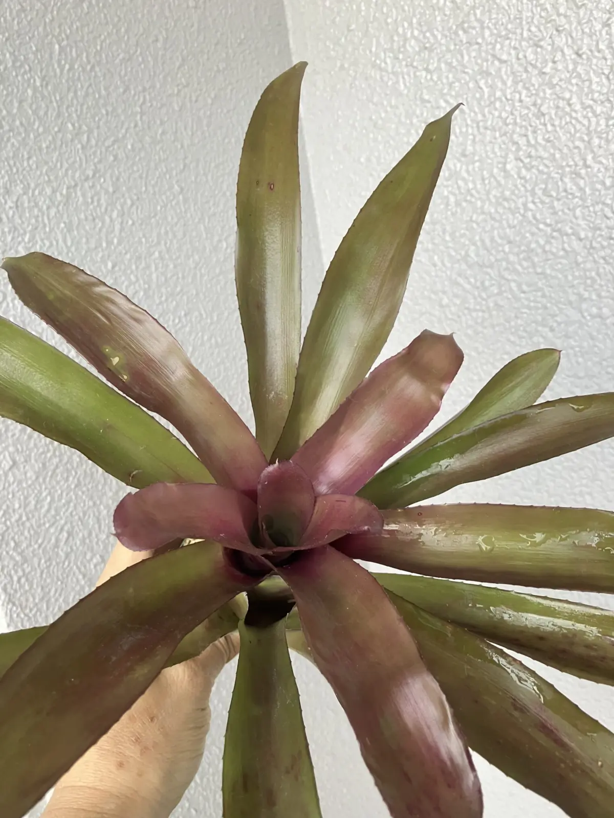 ネオレゲリア　グラナダ