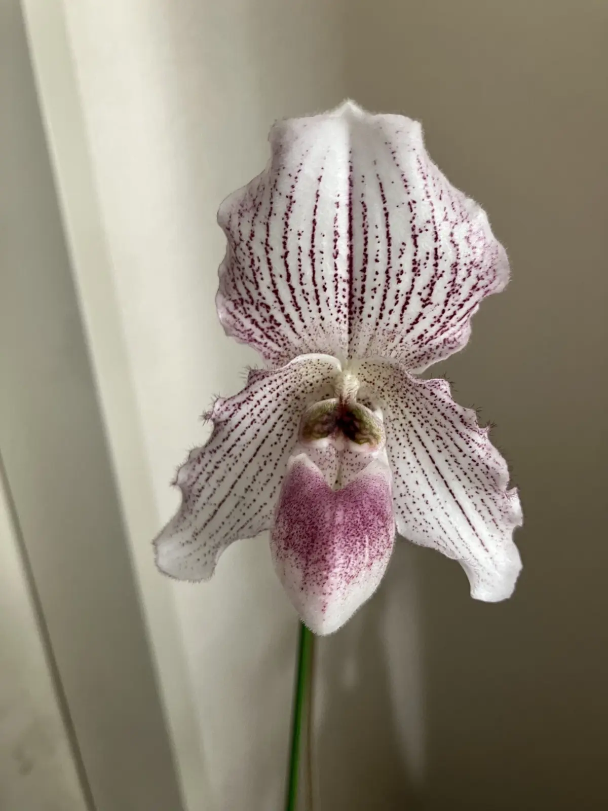 パフィオペディラム　アンジェラ