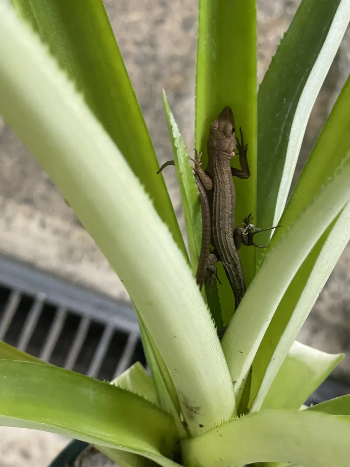パイナップル　Doleの食べ終わったクラウン鉢植え