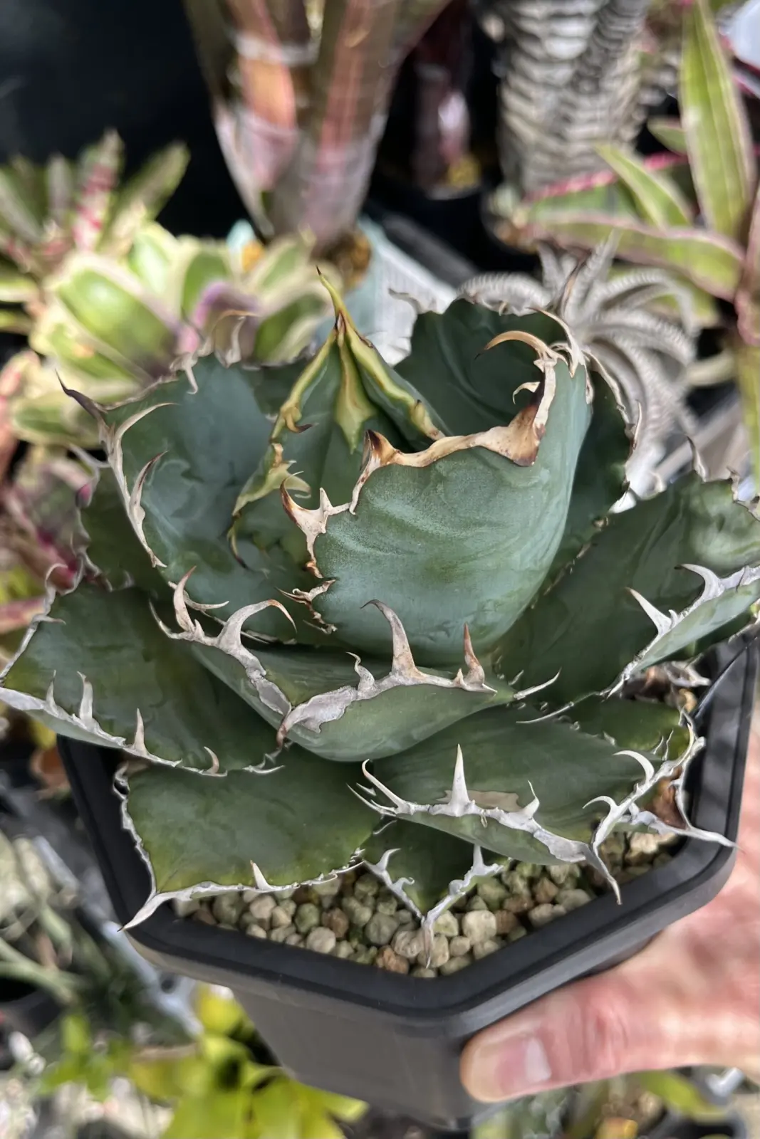 アガベ チタノタ 白鯨