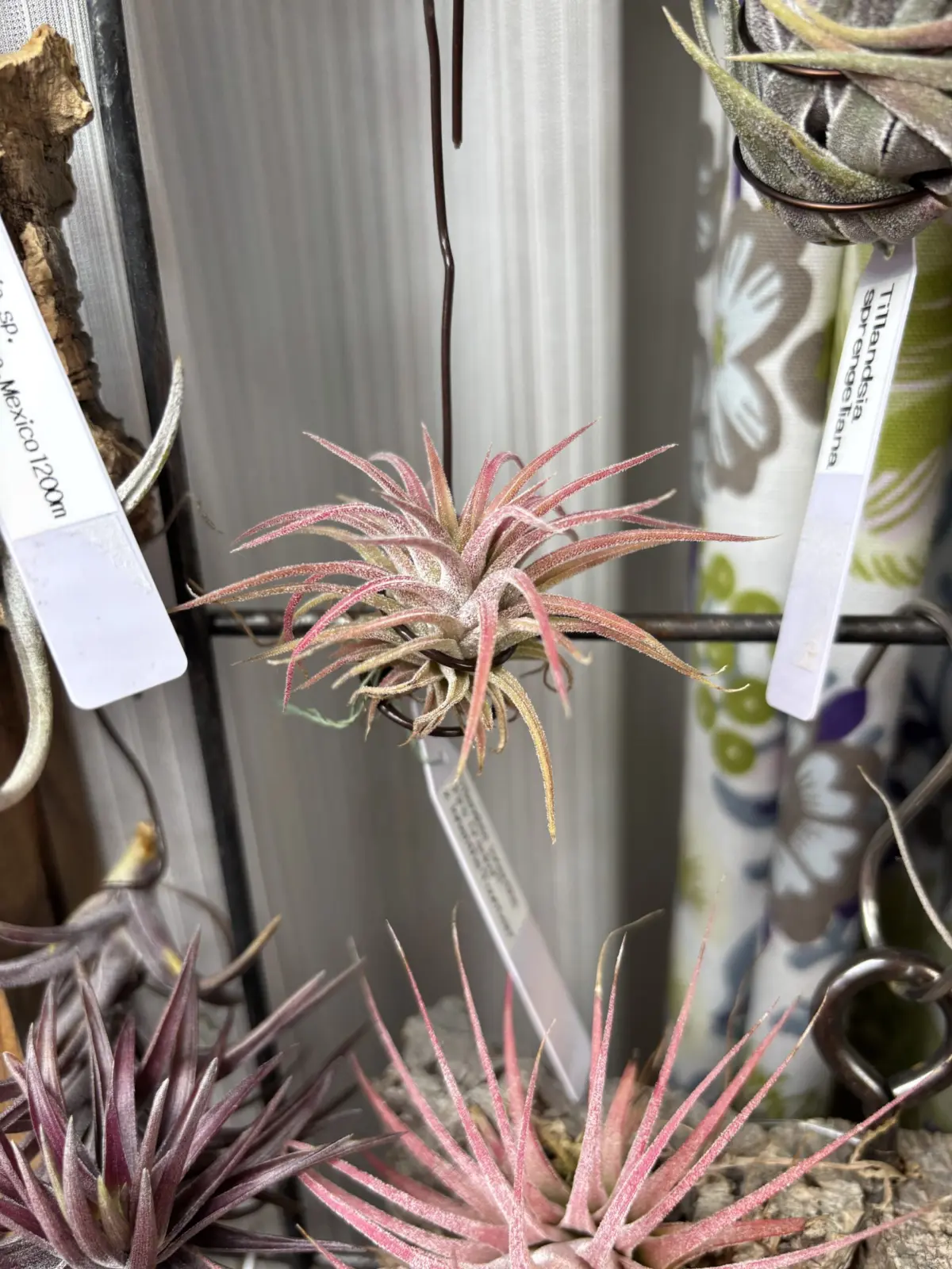 ティランジア イオナンタFIREcracker×イオナンタFountain