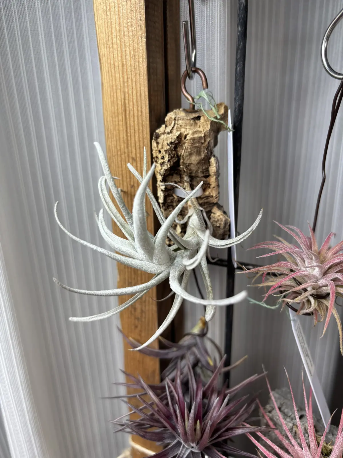 ティランジア sp.El tule Oaxaca Mexico