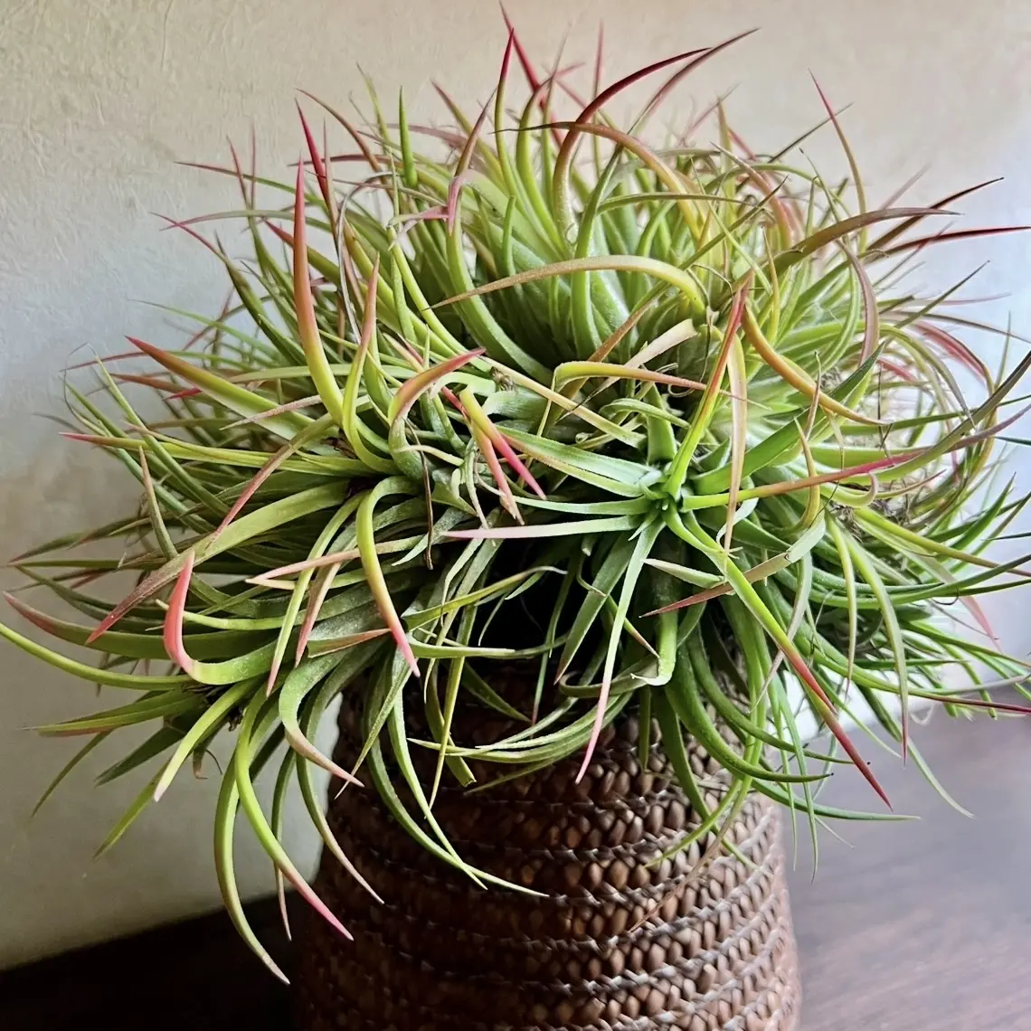 ティランジア　イオナンタ　クランプ