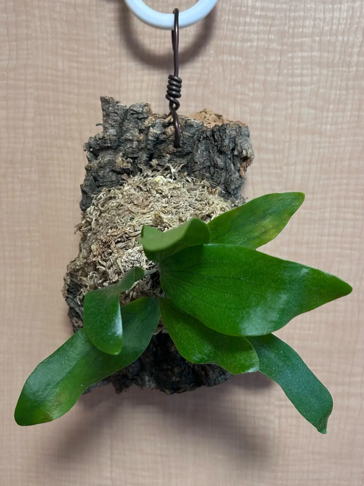 ビカクシダ コモチ