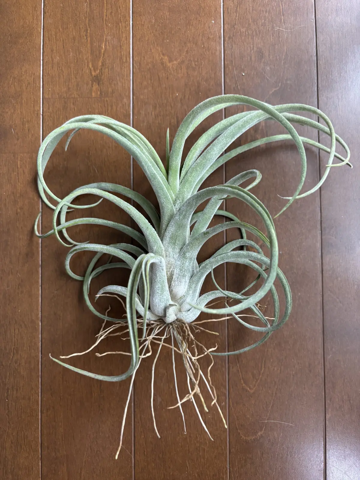 チランジア　ストレプトフィラ×ファシクラータ