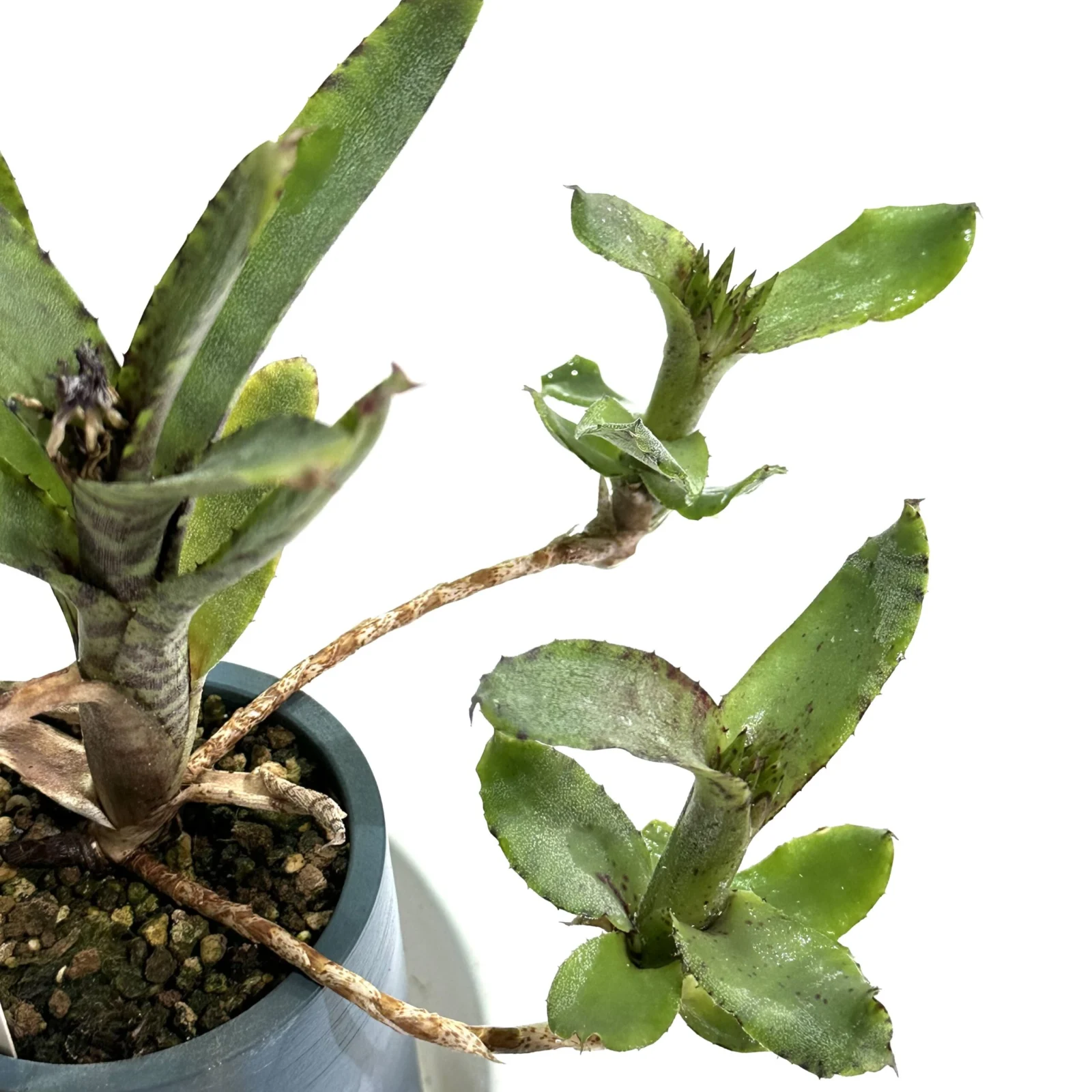 ネオレゲリア　リリプティアナ