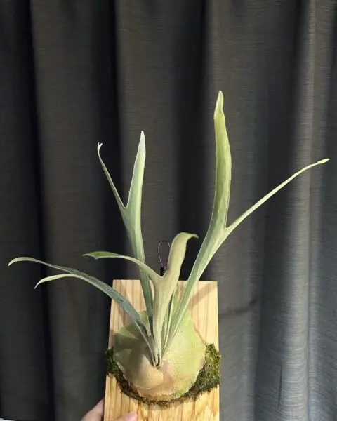 ビカクシダ　キヨヒメ