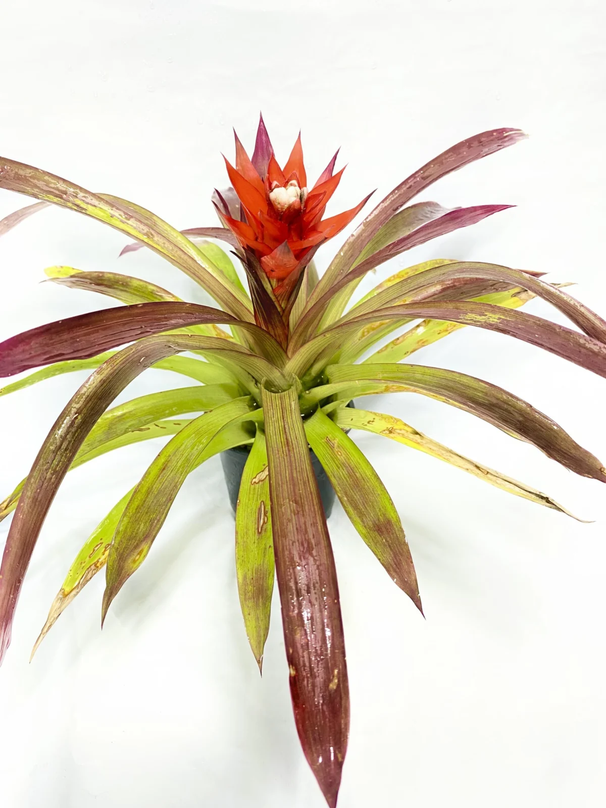 グズマニア　マグニフィカ