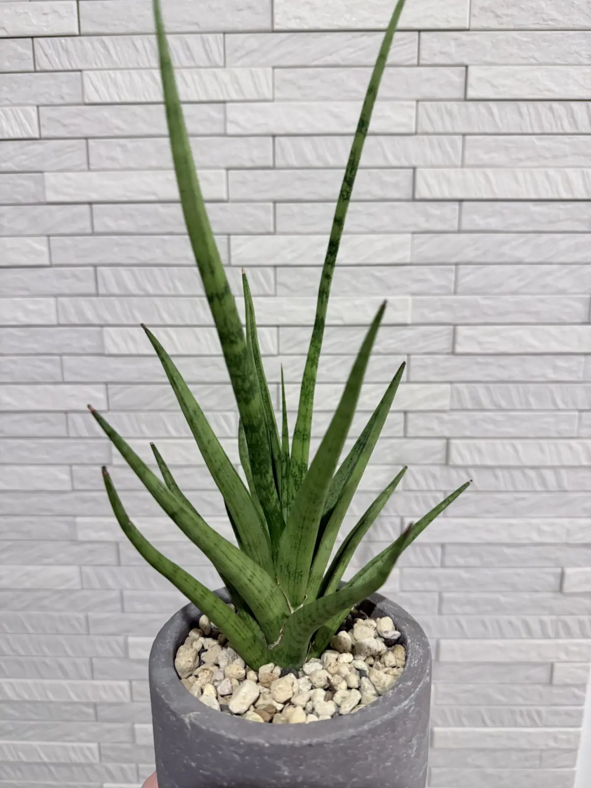 サンスベリア　グラシリス