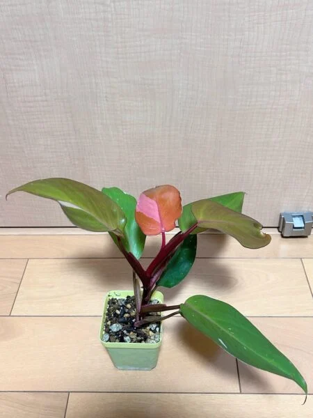 フィロデンドロン パーシモンプリンセス　柿色プリンセス　①