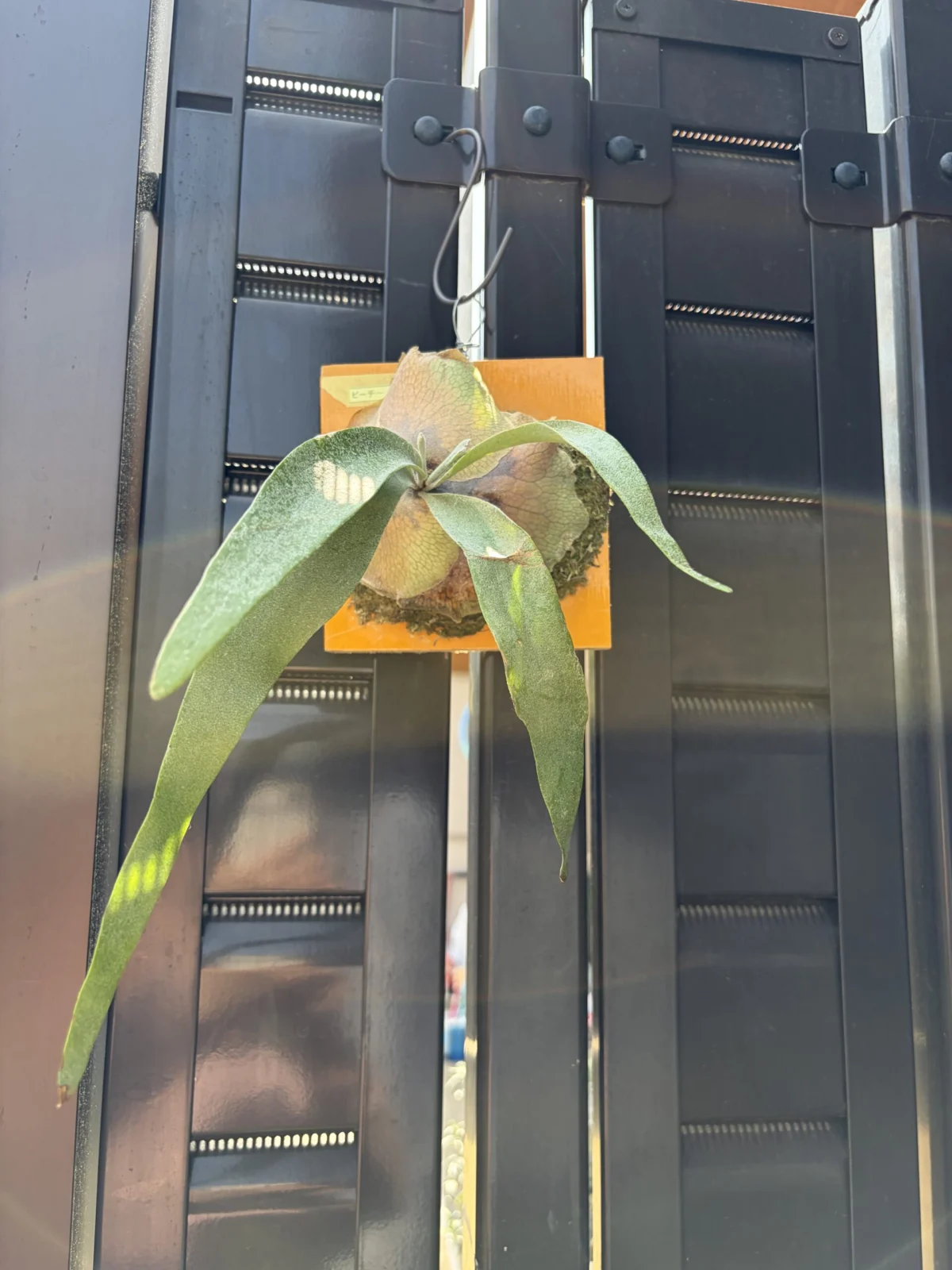 ビカクシダ　ビーチー