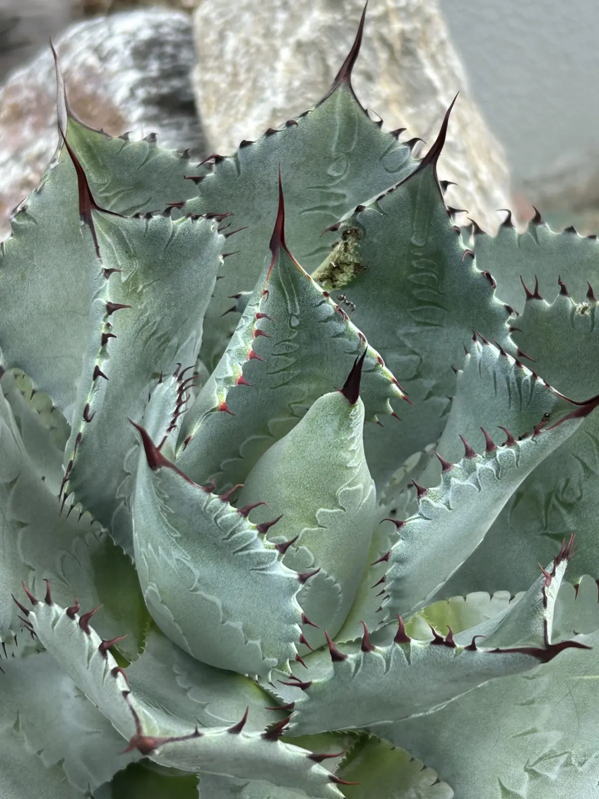 アガベ　ポタトラム