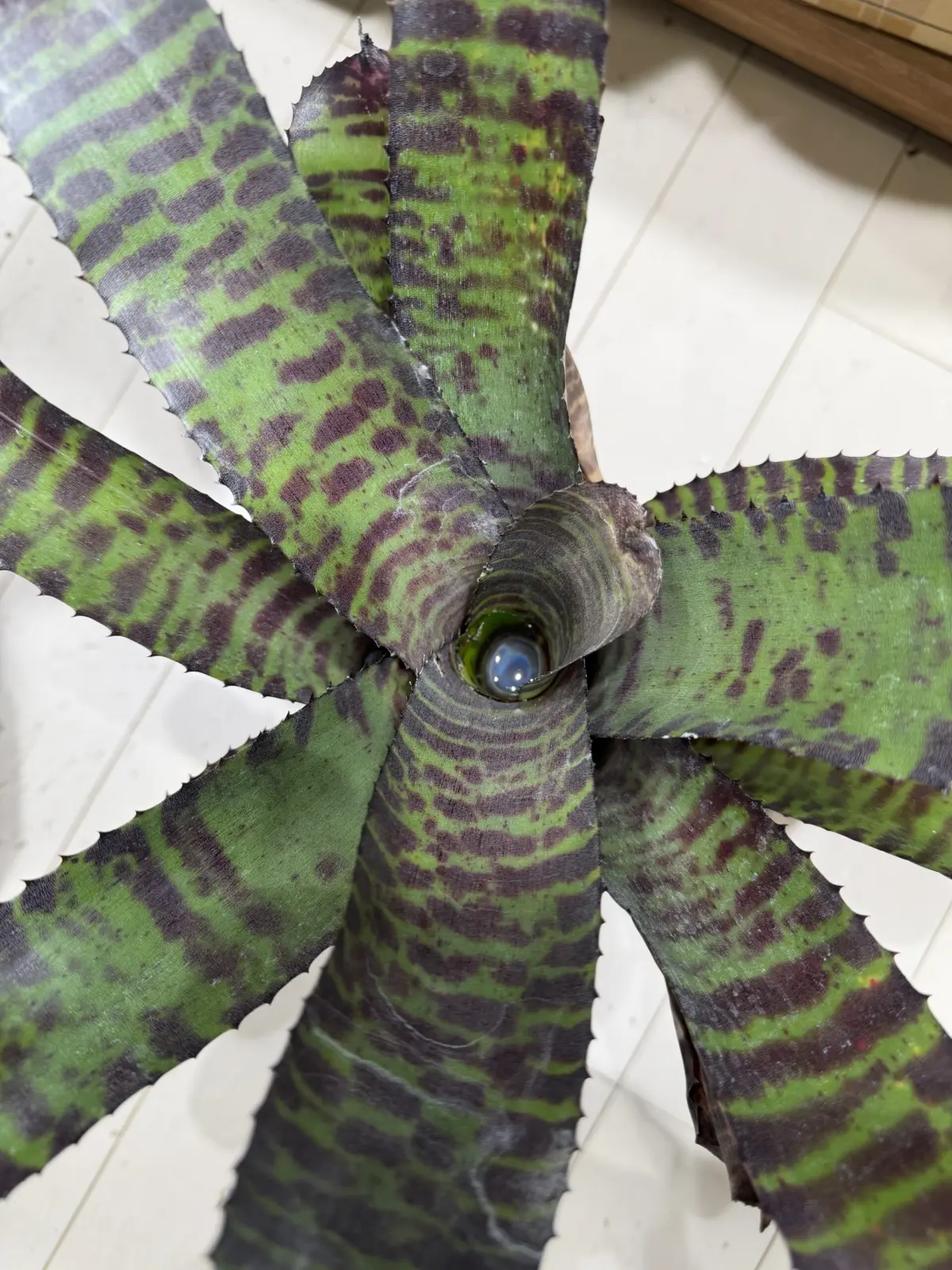 ネオレゲリア ハンニバル・レクター 実生選択