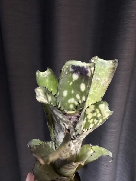 ビルベルギア　カハカイ