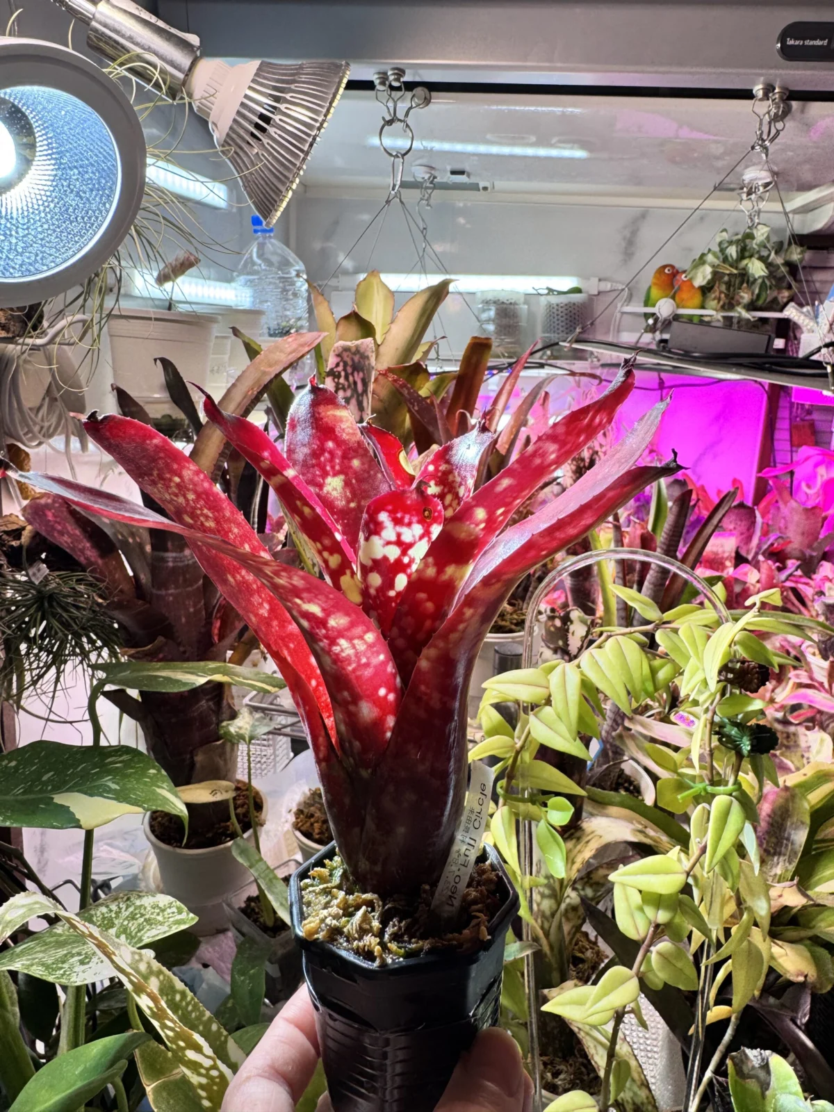 ネオレゲリア フルサークル