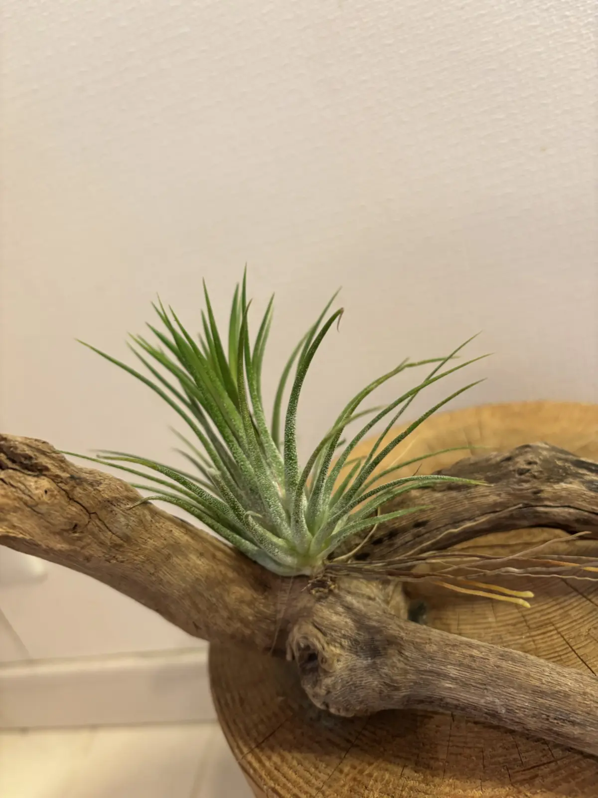 ティランジア　イオナンタ　レッドジャイアント　フエゴ