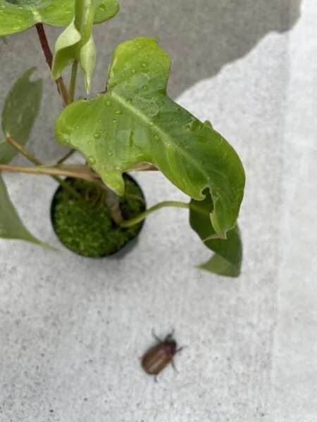 フィロデンドロン フロリダ　害虫