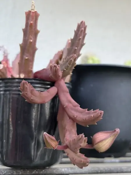 多肉植物 スタペリア スィンジー アンゴレンシス ガガイモ