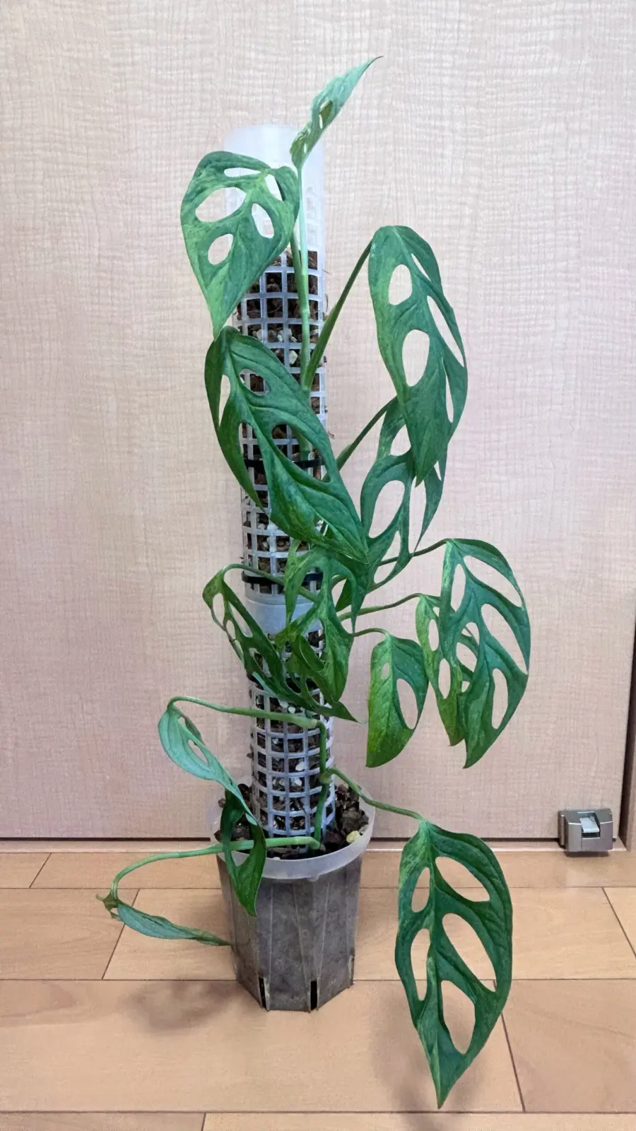 モンステラ アダンソニー ミントバリエガータ　マドカズラ　②